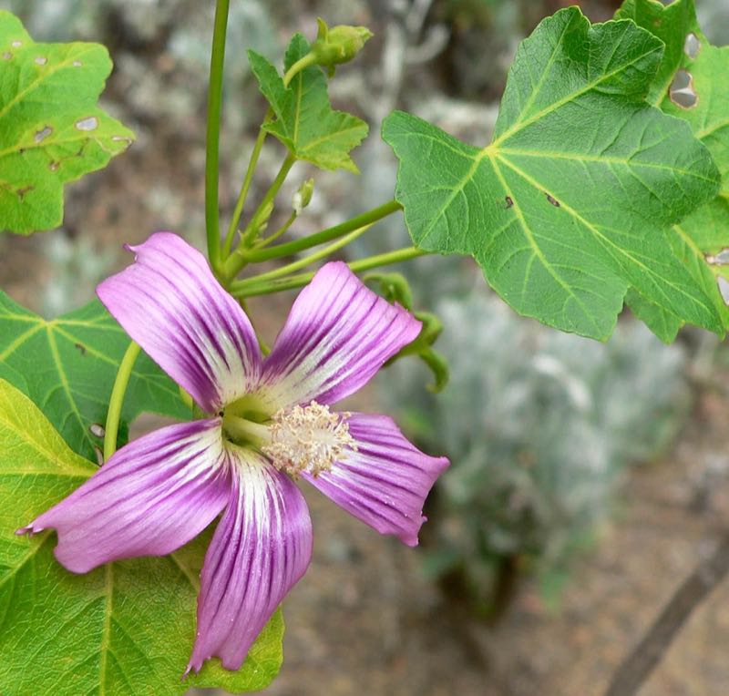 tree mallow