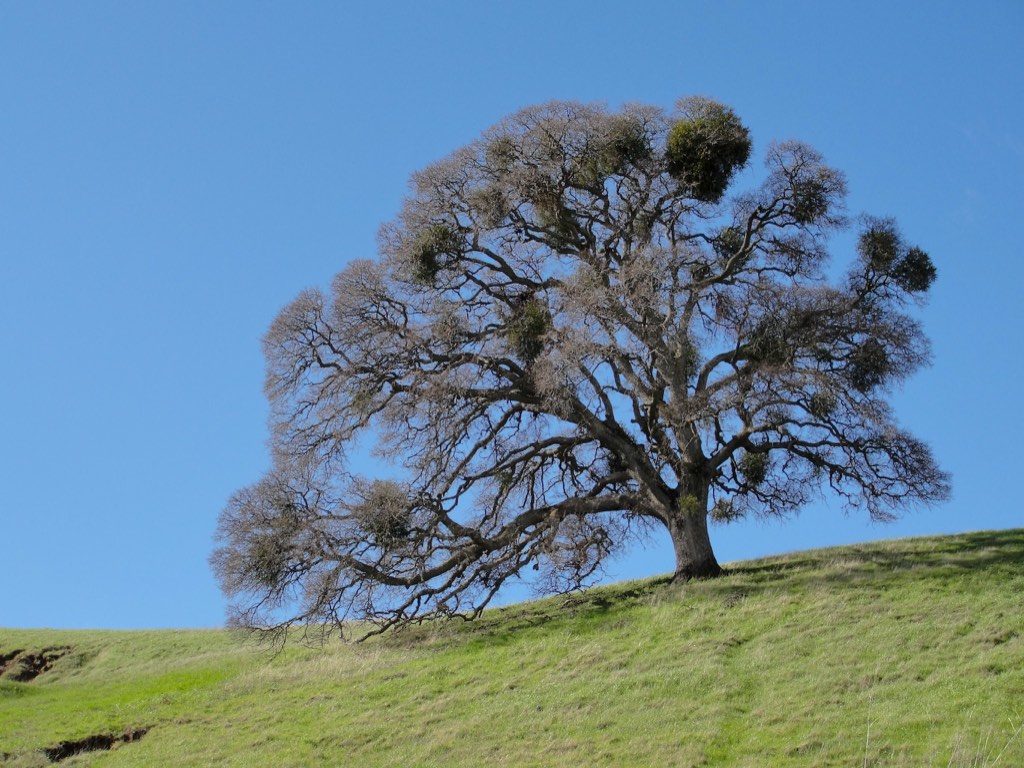 valley oak