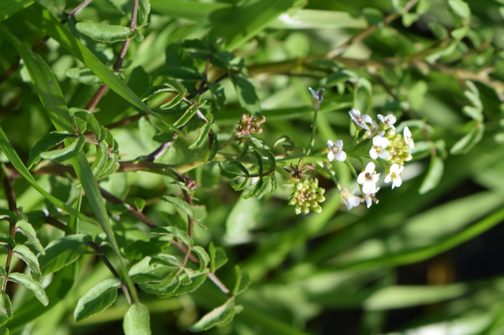 watercress