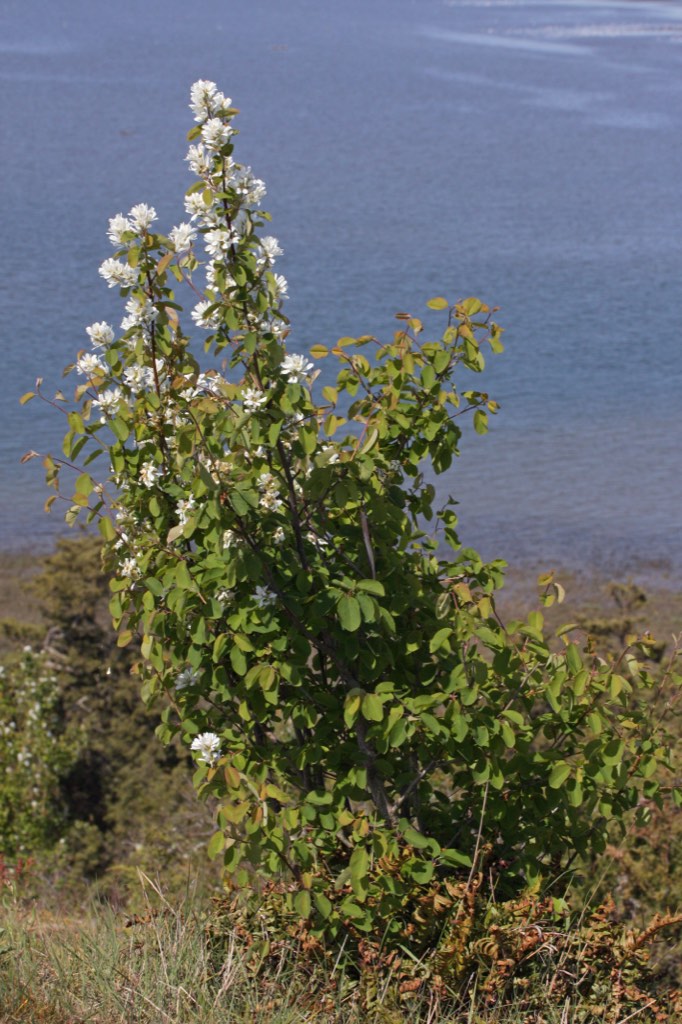 western serviceberry