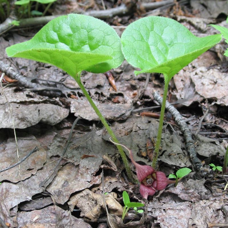 wild ginger