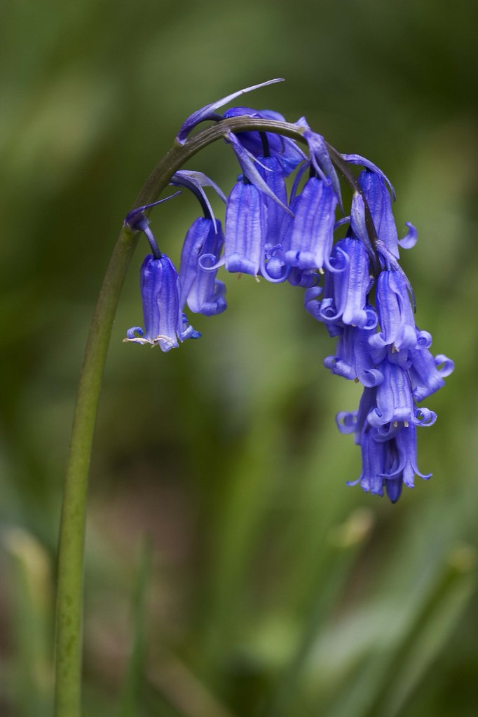 wild hyacinth