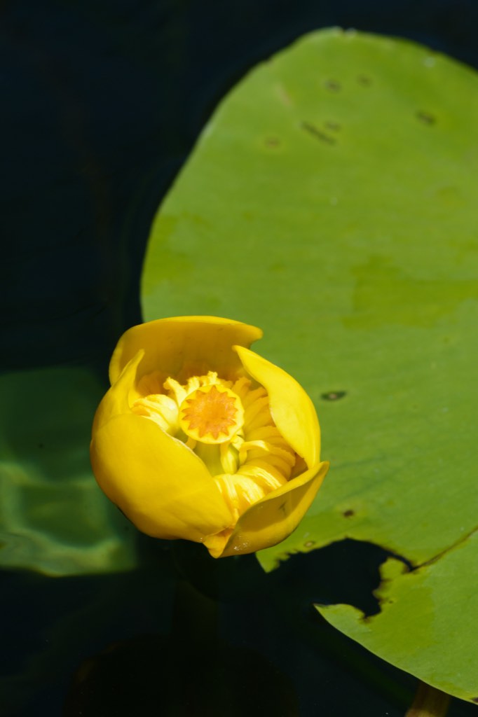 yellow pond lily