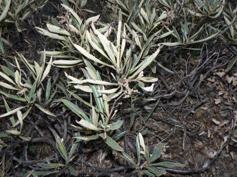 yerba santa